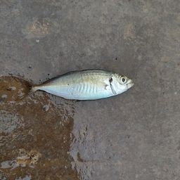 アジ