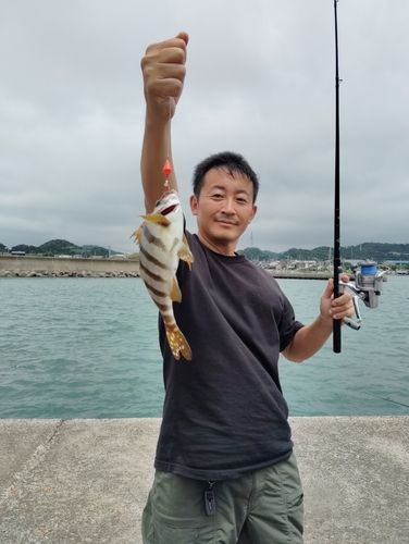 タカノハダイの釣果