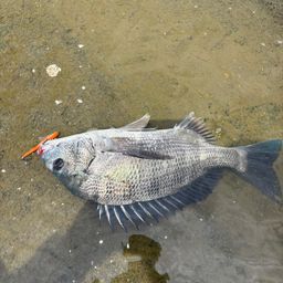 チヌ