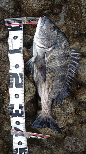 クロダイの釣果