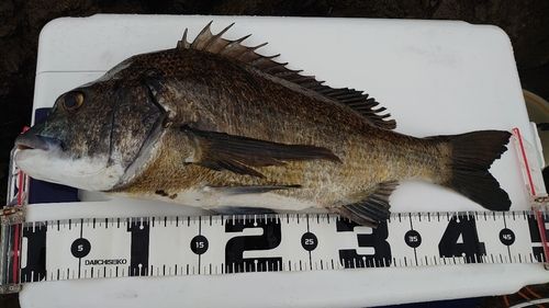 クロダイの釣果