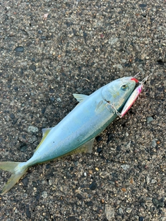 フクラギの釣果