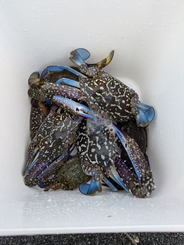 ワタリガニの釣果