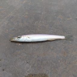 カマス