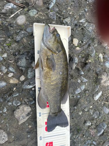 スモールマウスバスの釣果