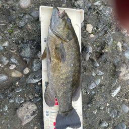 スモールマウスバス