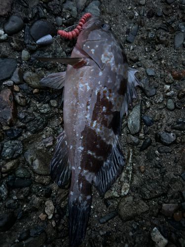 キジハタの釣果