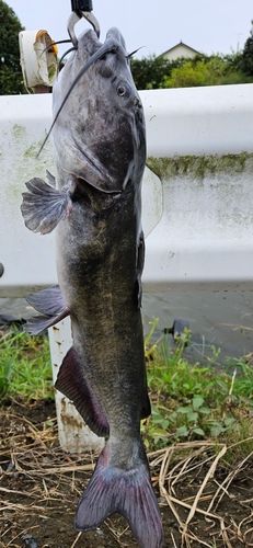 アメリカンキャットフィッシュの釣果