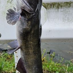 アメリカンキャットフィッシュ