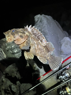 ハチガラの釣果