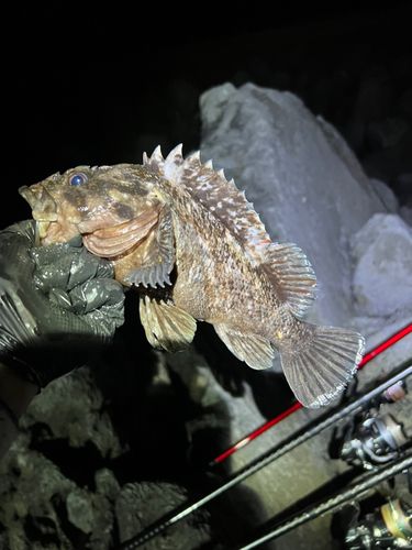 ハチガラの釣果