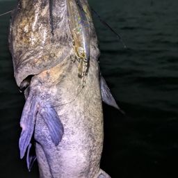 アメリカナマズ