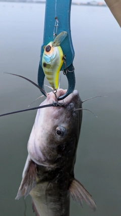 アメリカナマズの釣果
