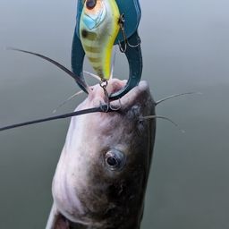 アメリカナマズ