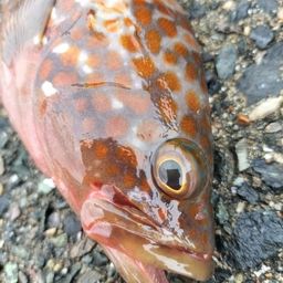 カサゴ