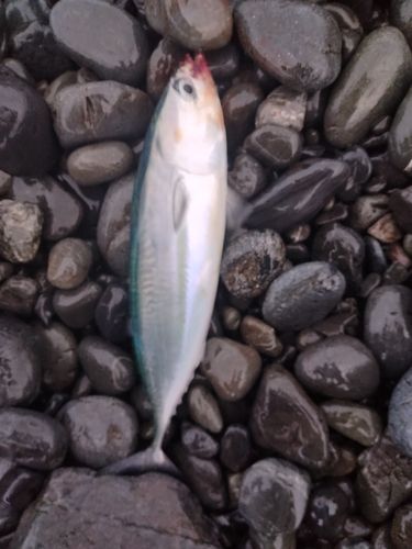 ソウダガツオの釣果