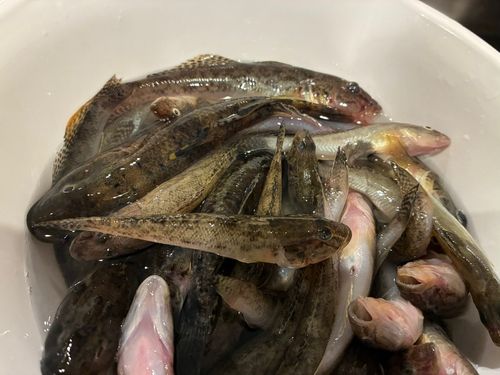 ハゼの釣果