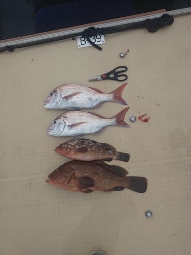 琴浦港