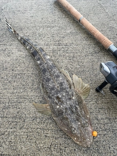 マゴチの釣果