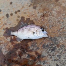 チャリコ