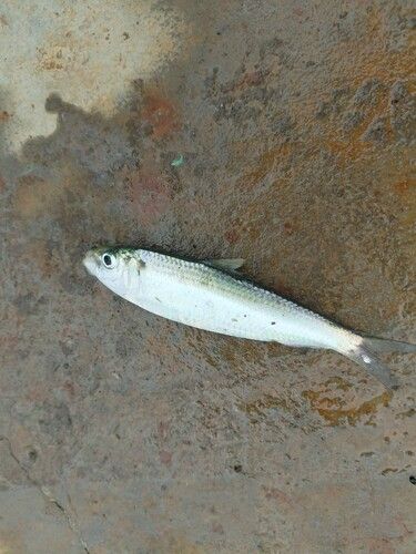 ママカリの釣果