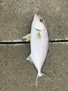 カンパチの釣果