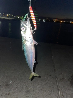 サバの釣果