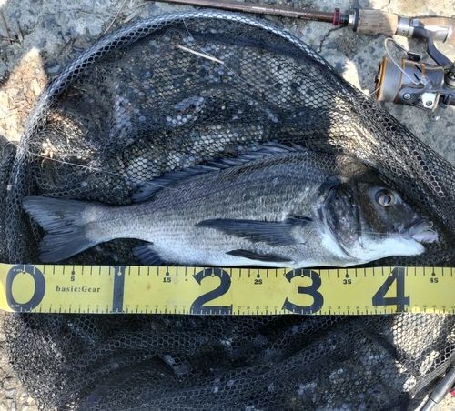 クロダイの釣果