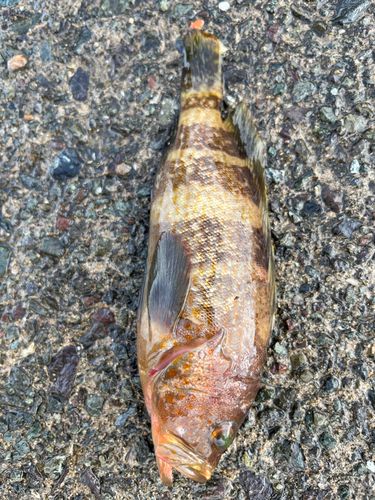 アコウの釣果