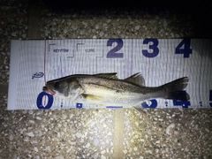 フッコ(マルスズキ)の釣果
