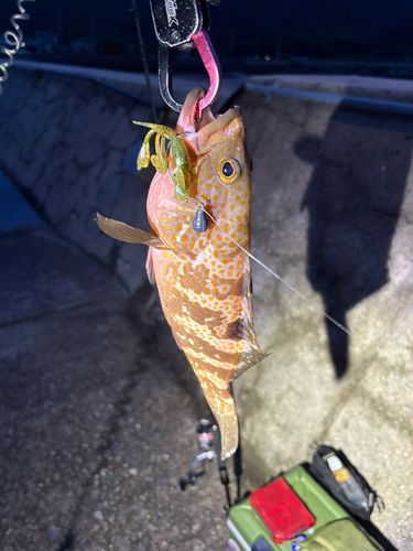 アコウ