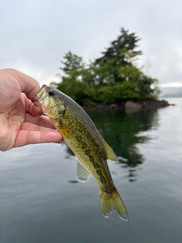 ラージマウスバスの釣果