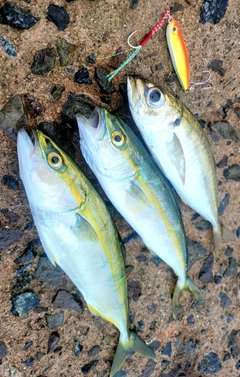 アジの釣果