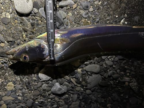 タチウオの釣果