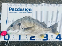 キビレの釣果