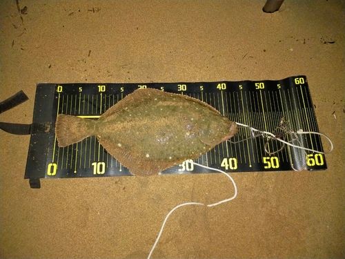 イシガレイの釣果