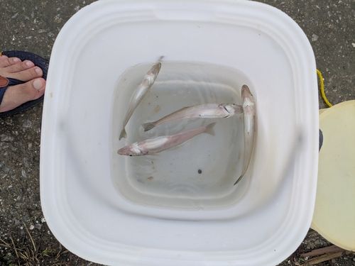 キスの釣果