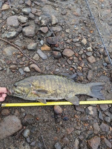 スモールマウスバスの釣果