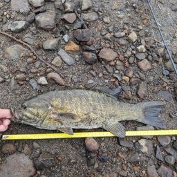 スモールマウスバス