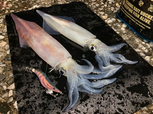 ケンサキイカの釣果