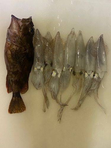 ベイカの釣果