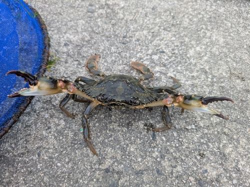 イシガニの釣果