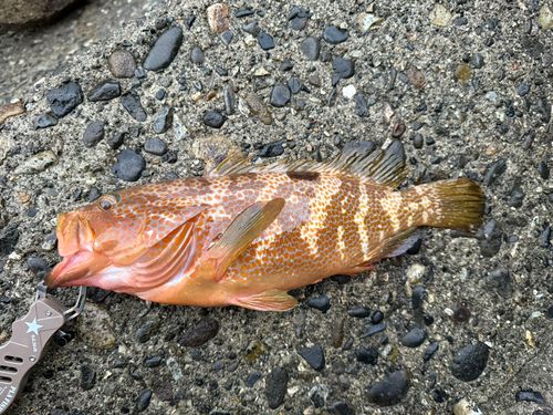 キジハタの釣果
