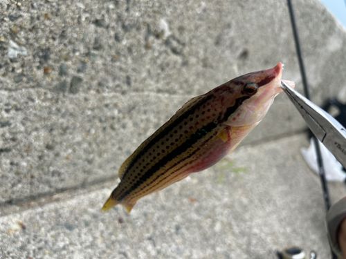 ベラの釣果