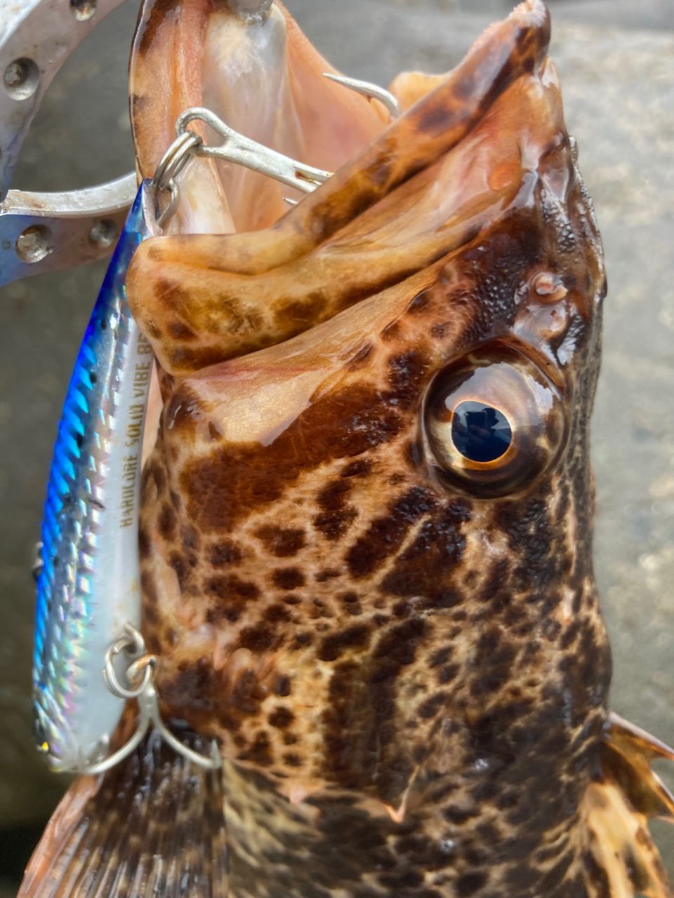 タケノコメバル