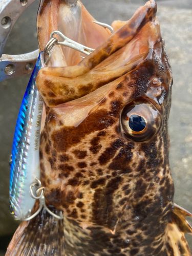 タケノコメバルの釣果