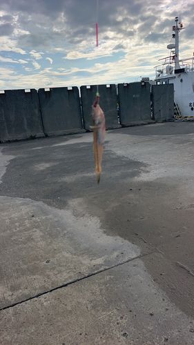 マハゼの釣果