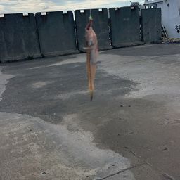 マハゼ