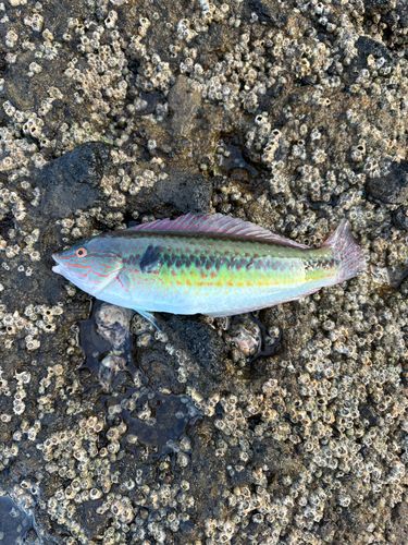 ベラの釣果