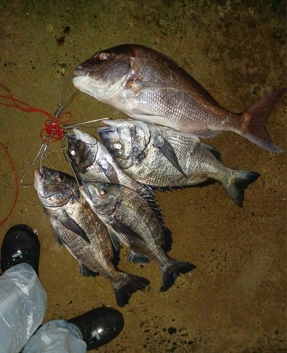マダイの釣果
